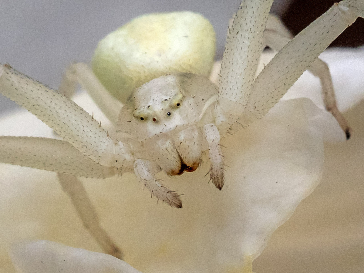 Crab spider 3